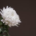 chrysanthemum, white chrysanthemum, wreath, incense, memorial, funeral, mourning, chrysanthemum, white chrysanthemum, funeral, funeral, funeral, funeral, funeral