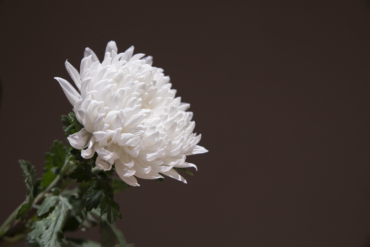 chrysanthemum, white chrysanthemum, wreath, incense, memorial, funeral, mourning, chrysanthemum, white chrysanthemum, funeral, funeral, funeral, funeral, funeral