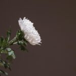 chrysanthemum, white chrysanthemum, wreath, incense, memorial, funeral, mourning, chrysanthemum, chrysanthemum, white chrysanthemum, funeral, funeral, funeral, funeral, funeral