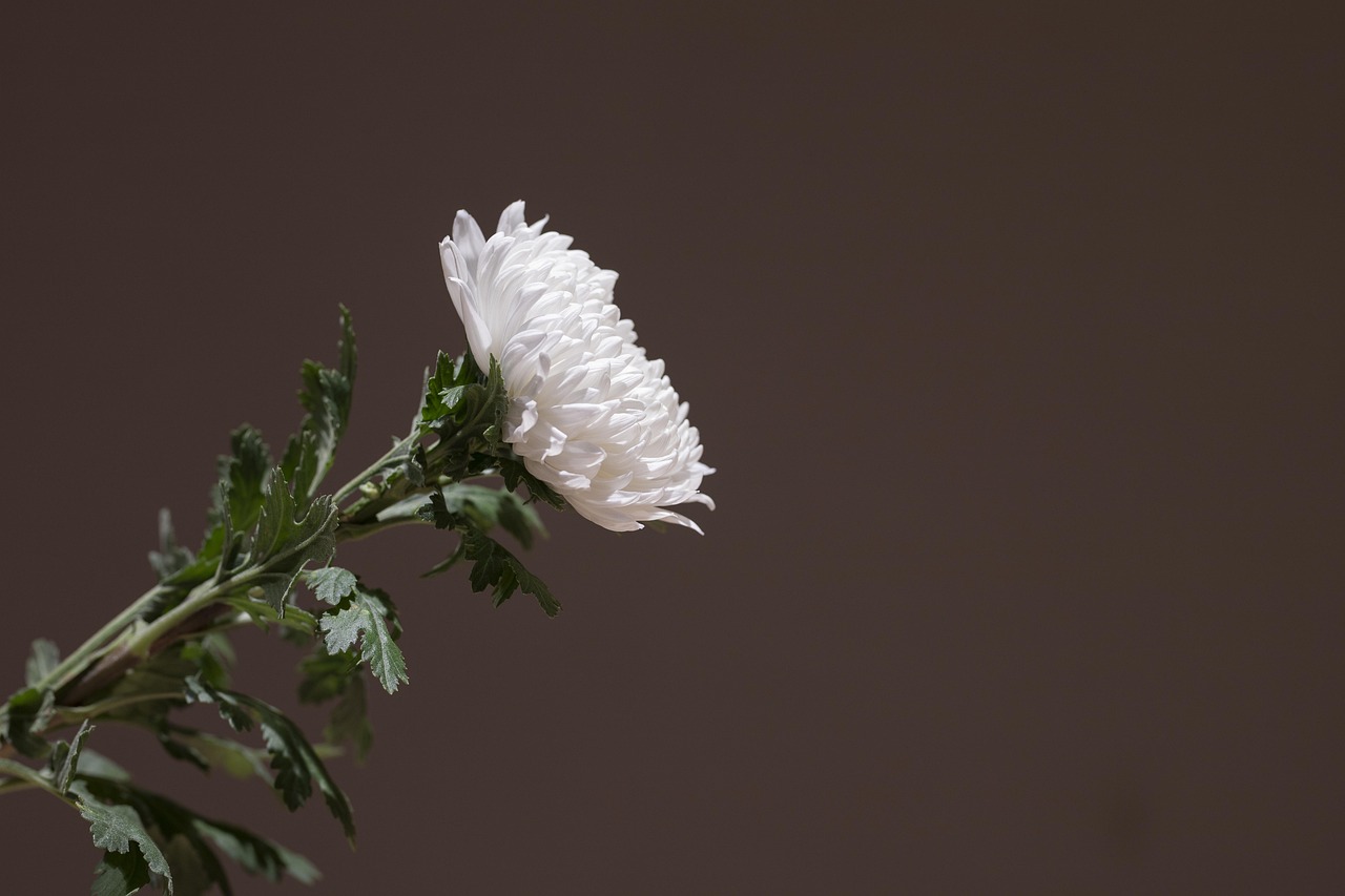 chrysanthemum, white chrysanthemum, wreath, incense, memorial, funeral, mourning, chrysanthemum, chrysanthemum, white chrysanthemum, funeral, funeral, funeral, funeral, funeral