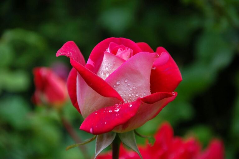 Vibrant red rose with fresh dewdrops, captured in a blooming garden setting.