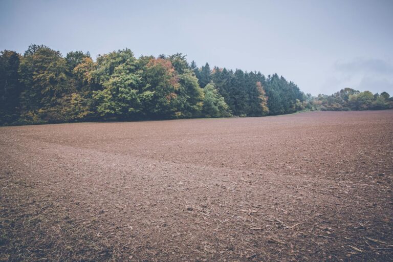 A serene view of rural farmland bordered by lush forest trees on an overcast day.