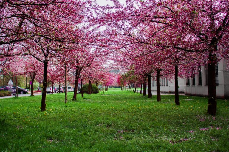 Beautiful cherry blossom trees line a park in springtime, offering a vibrant display of pink blossoms.