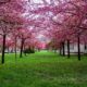 Beautiful cherry blossom trees line a park in springtime, offering a vibrant display of pink blossoms.