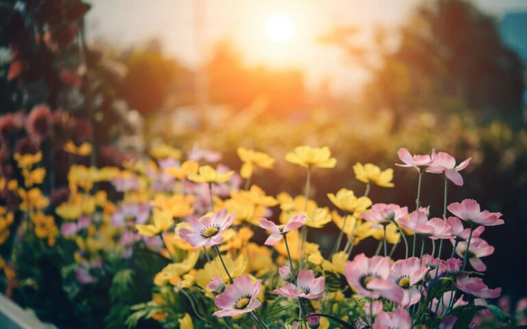 A tranquil garden scene with colorful flowers blooming under a warm sunset glow.