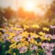 A tranquil garden scene with colorful flowers blooming under a warm sunset glow.