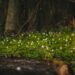 A serene forest floor covered with blooming snowdrops in soft, warm sunlight.