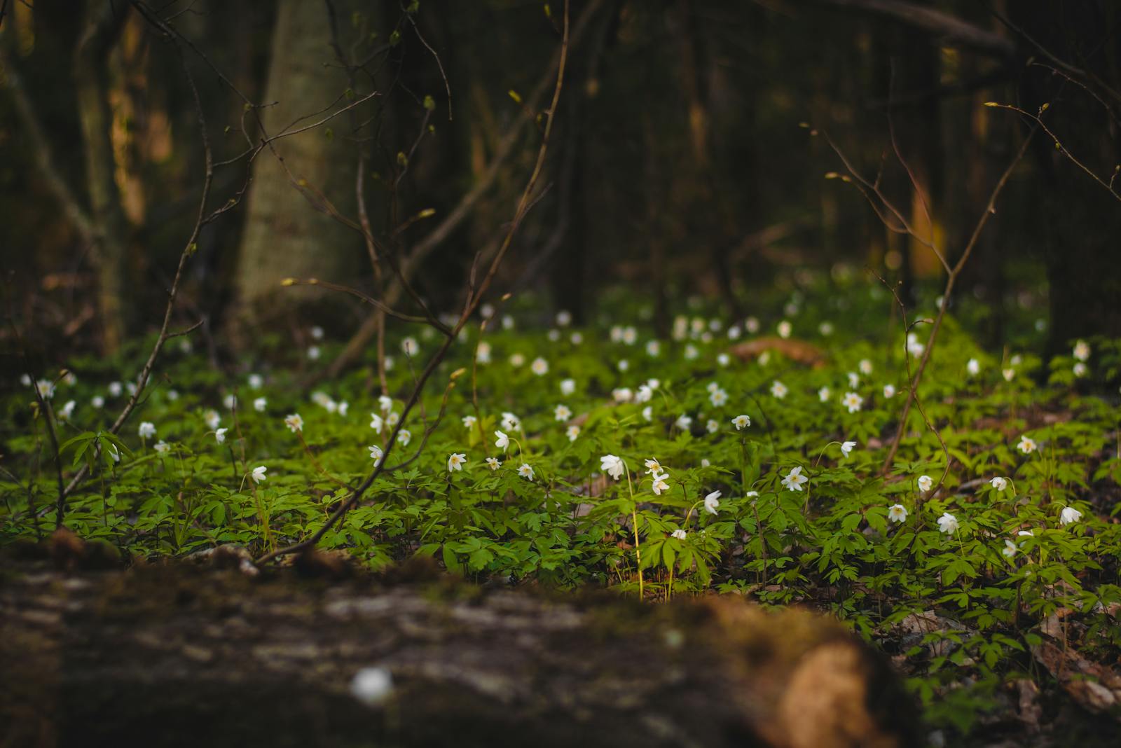 A serene forest floor covered with blooming snowdrops in soft, warm sunlight.