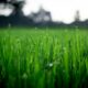 Close-up of lush green grass covered with morning dew in a rural field.