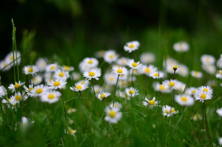 daisies, flowers, flower wallpaper