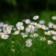 daisies, flowers, flower wallpaper