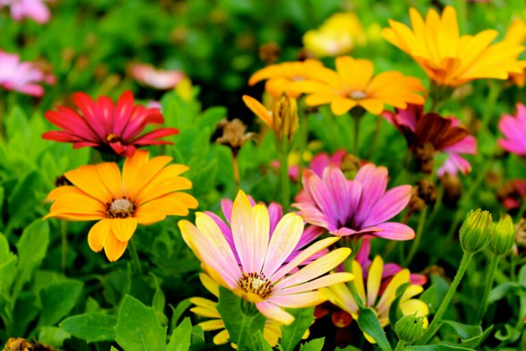 Colorful daisies blossoming in a lush garden during springtime, showcasing vivid hues and natural beauty.