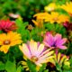 Colorful daisies blossoming in a lush garden during springtime, showcasing vivid hues and natural beauty.