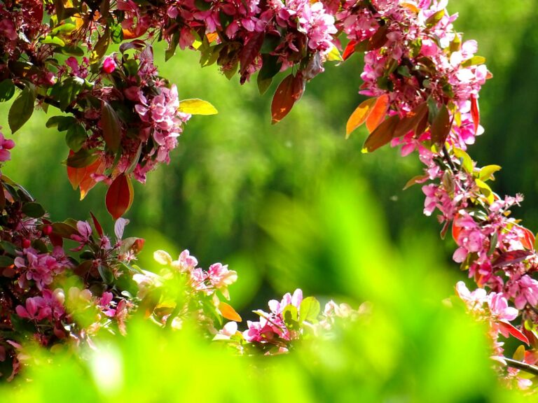 Bright pink flowers blooming in a lush spring garden with vibrant green foliage.