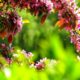 Bright pink flowers blooming in a lush spring garden with vibrant green foliage.