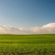 Expansive green meadow under a blue sky with wind turbines in the distance.