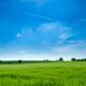 Tranquil rural landscape with lush green field and bright blue sky.