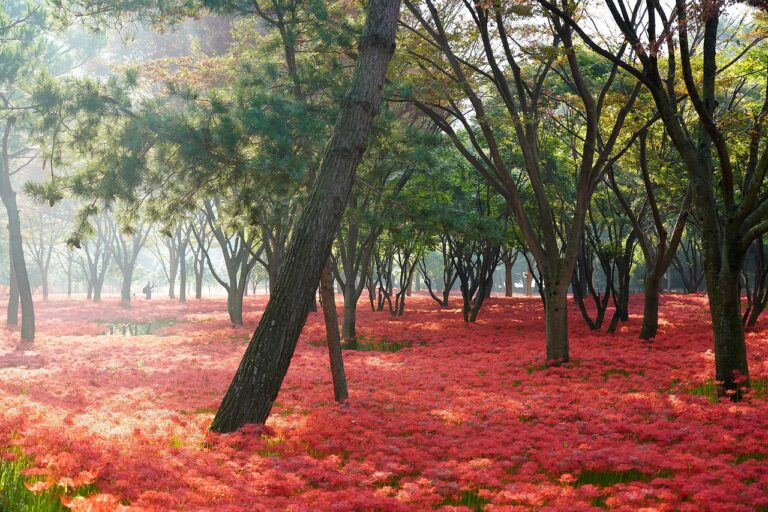 flowers, trees, park