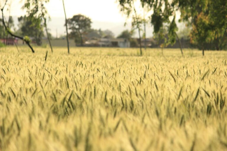 Vibrant wheat field with ripe grains under sunny skies, showcasing natural farming beauty.