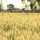 Vibrant wheat field with ripe grains under sunny skies, showcasing natural farming beauty.