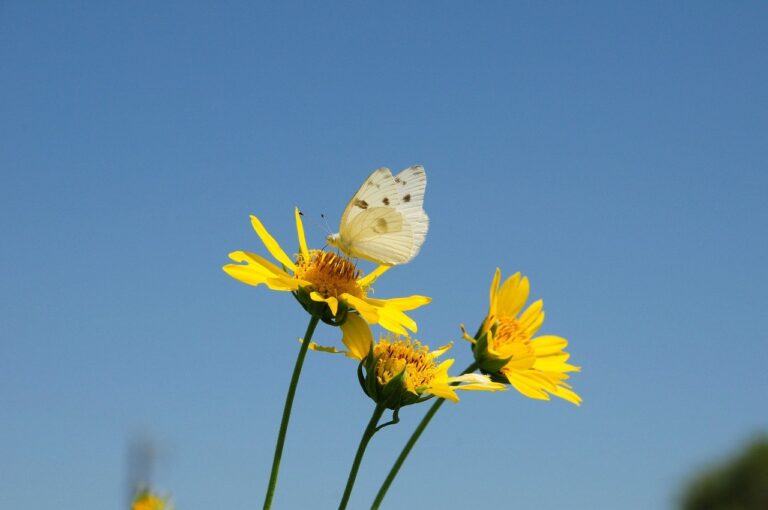 butterfly, bloom, insects