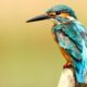 blue and brown bird on brown tree trunk